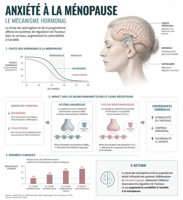 Schéma explicatif du mécanisme hormonal de l'anxiété et de la ménopause