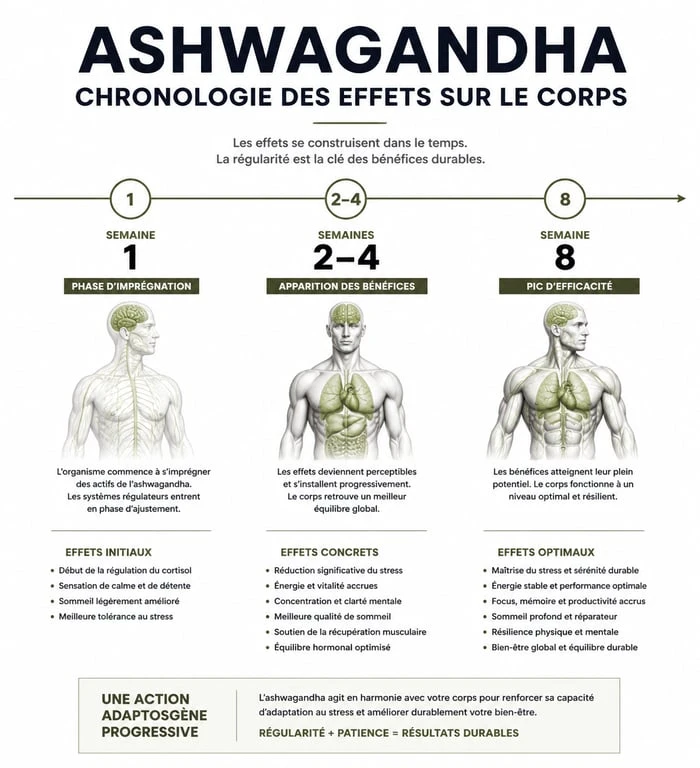 Infographie montrant le calendrier des effets de l'ashwagandha sur le stress, le sommeil et l'énergie au fil des semaines